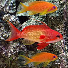 Lyretail Anthias School (1 Male, 5 Females)