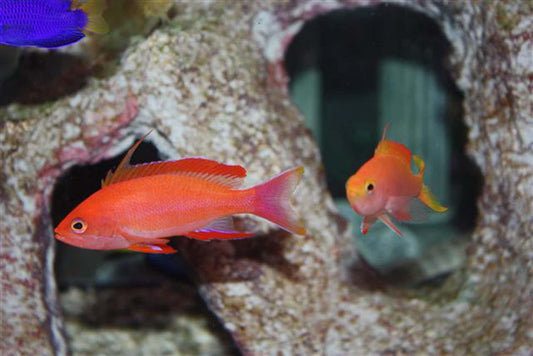 Randall's Anthias SCHOOL (6 Females, 1 Male)