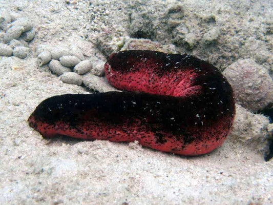 Pink & Black Sea Cucumber