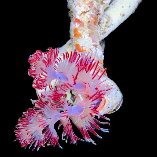 Pink Coco Worm