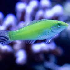 Green Wrasse