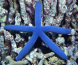 Blue Linkia Starfish XL