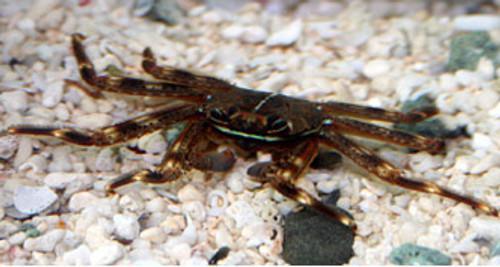 Sally Lightfoot Crab