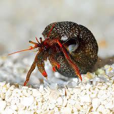 Red Leg Crab