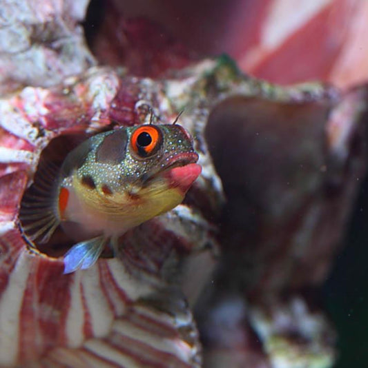 Panamic Barnacle Blenny