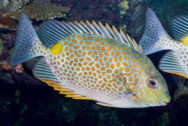 Yellow Blotch Rabbitfish