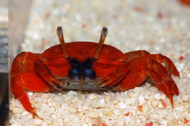 Red Burrowing Crab