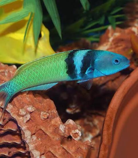 Blue Head Wrasse