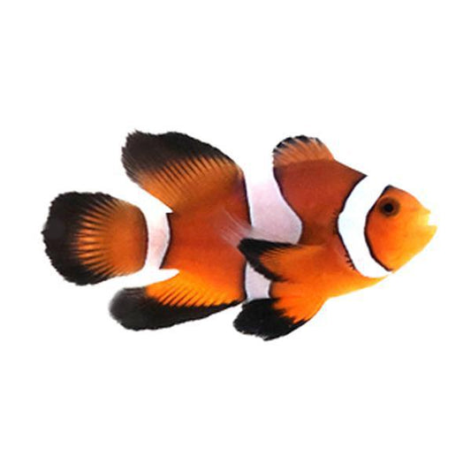 Orange Roundtail Longfin Clownfish PAIR