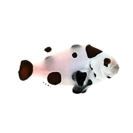 Super Storm Clownfish