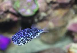 Blue Porcupine