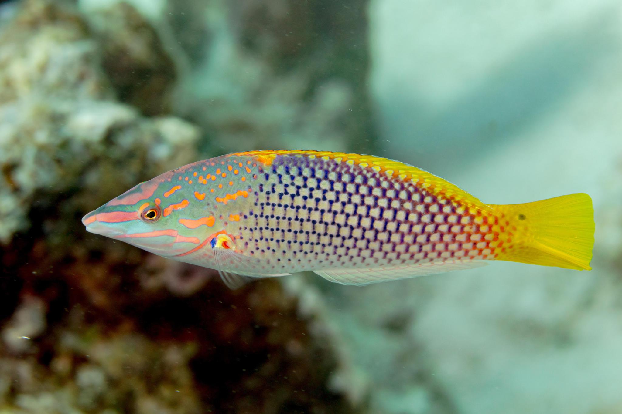 Checkerboard Wrasse