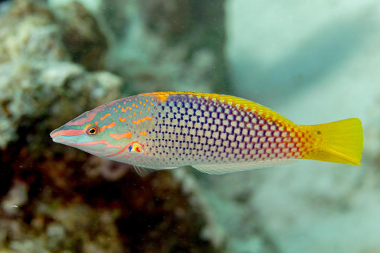Checkerboard Wrasse