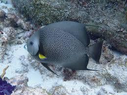 Grey Angelfish