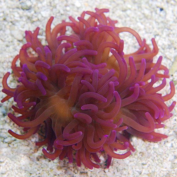 Long Tentacle Anemone