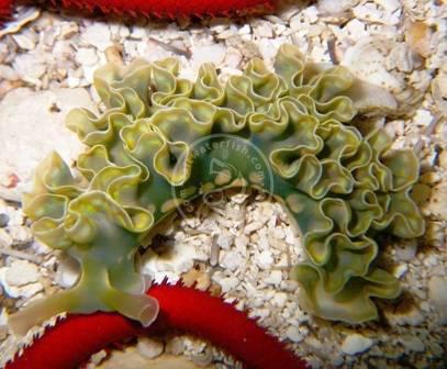 Lettuce Sea Slug