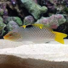 Marble Wrasse