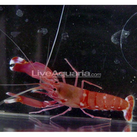 Japanese Pistol Shrimp