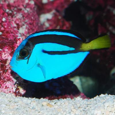 Biota Blue Hippo Tang