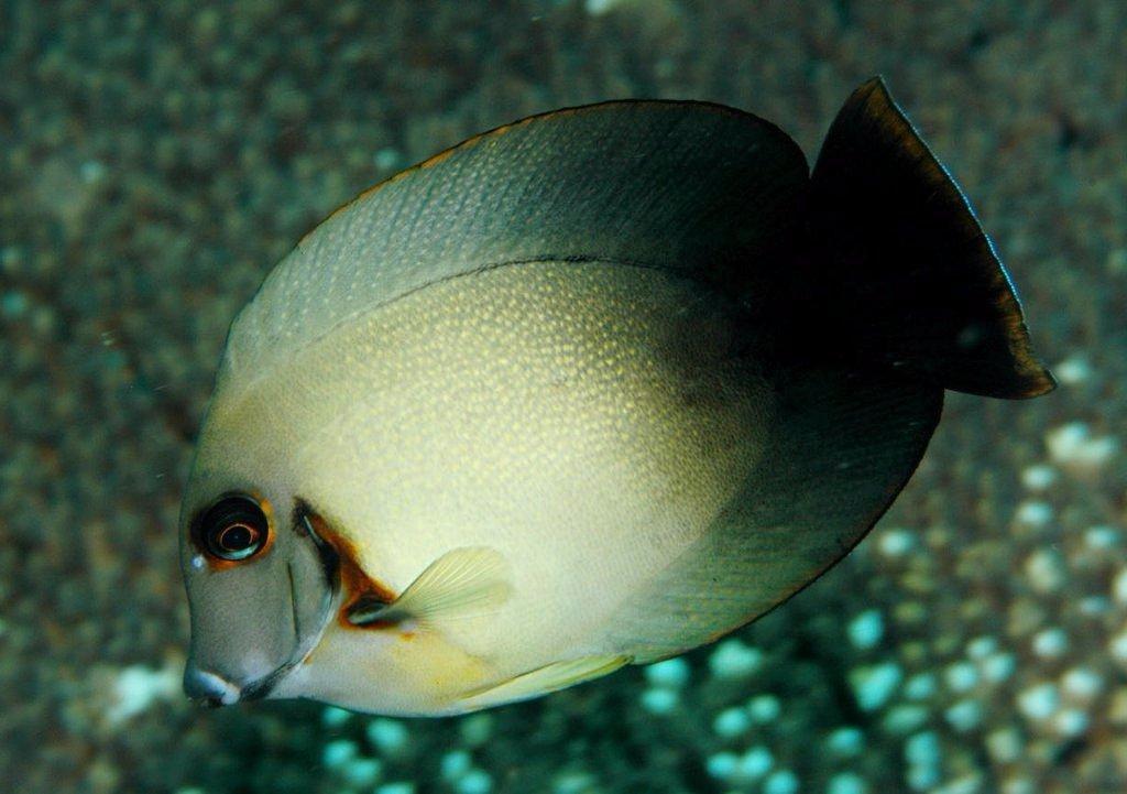 Half Black Mimic Tang