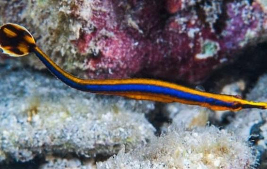 Bluestripe Pipefish