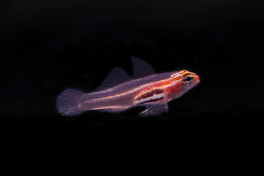 Biota Black Belly Nano Goby