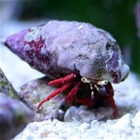 Scarlett Hermit Crab
