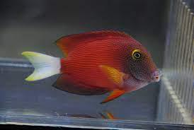 White Tail Bristletooth Tang XL