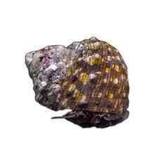 Mexican Turbo Snail