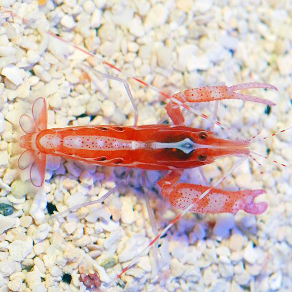 Curly-Que Pistol Shrimp
