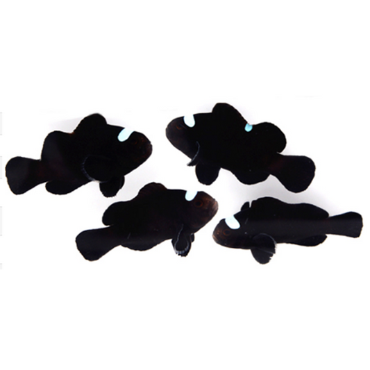 Black Domino Clownfish, Pair