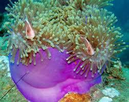 Ritteri Anemone