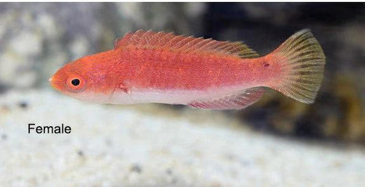 Ruby Finned Fairy Wrasse