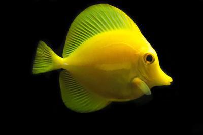 Biota Yellow Tang