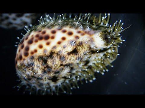 Tiger Cowrie