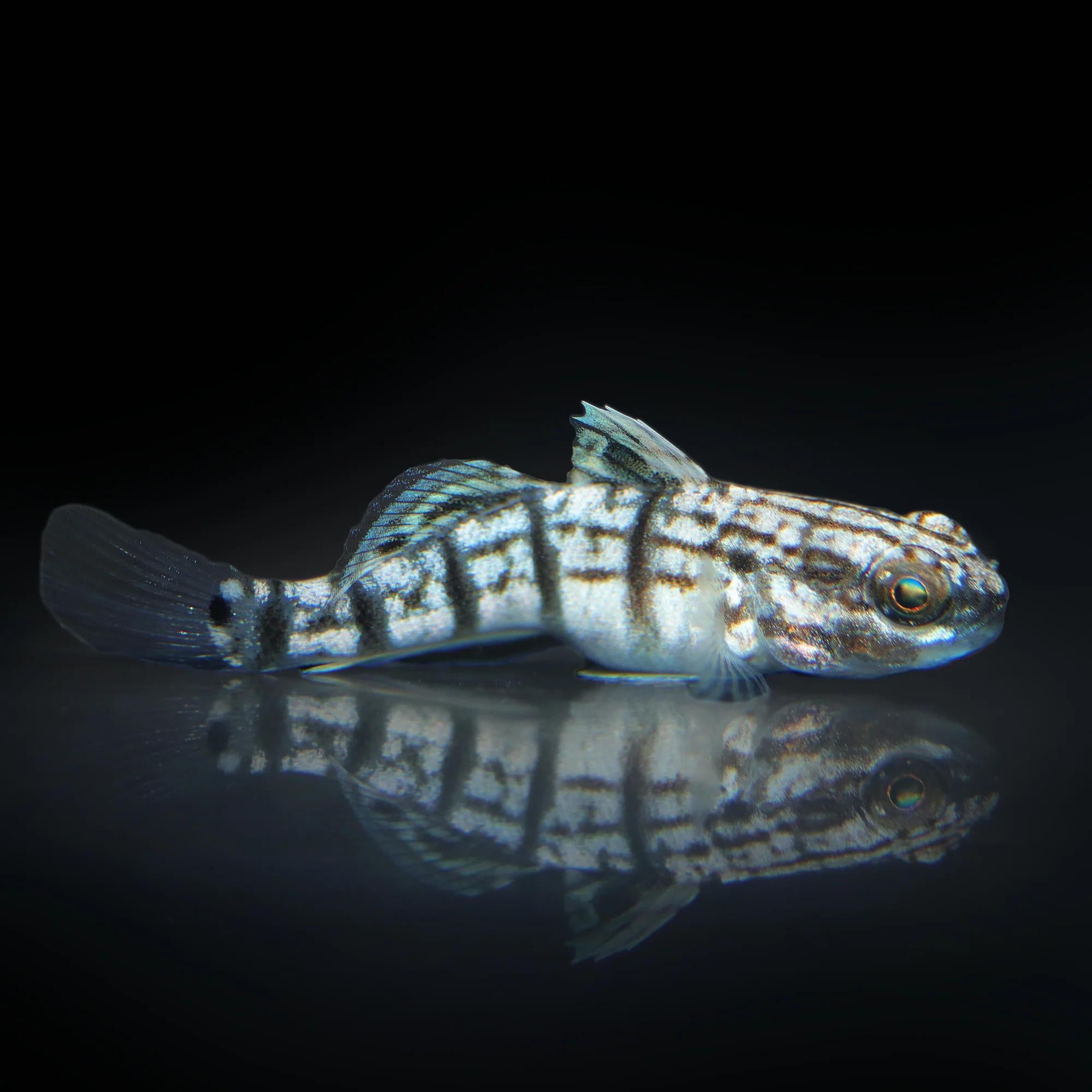 Biota Sleeper Banded Goby