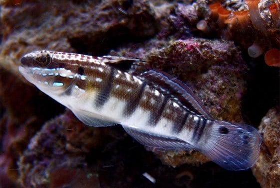 Dragon Sleeper Goby