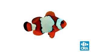 ORA LuxLightning Maroon