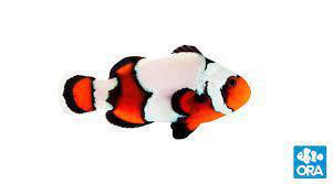 Premium Black Ice Snowflake Clownfish