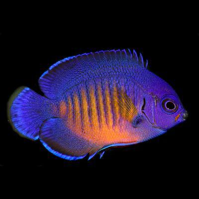 Biota Coral Beauty Angel