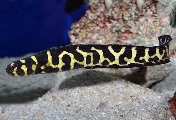 Engineer Goby, Adult