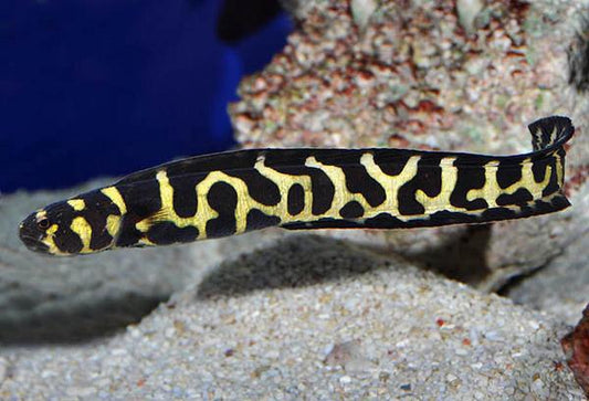 Engineer Goby, Adult