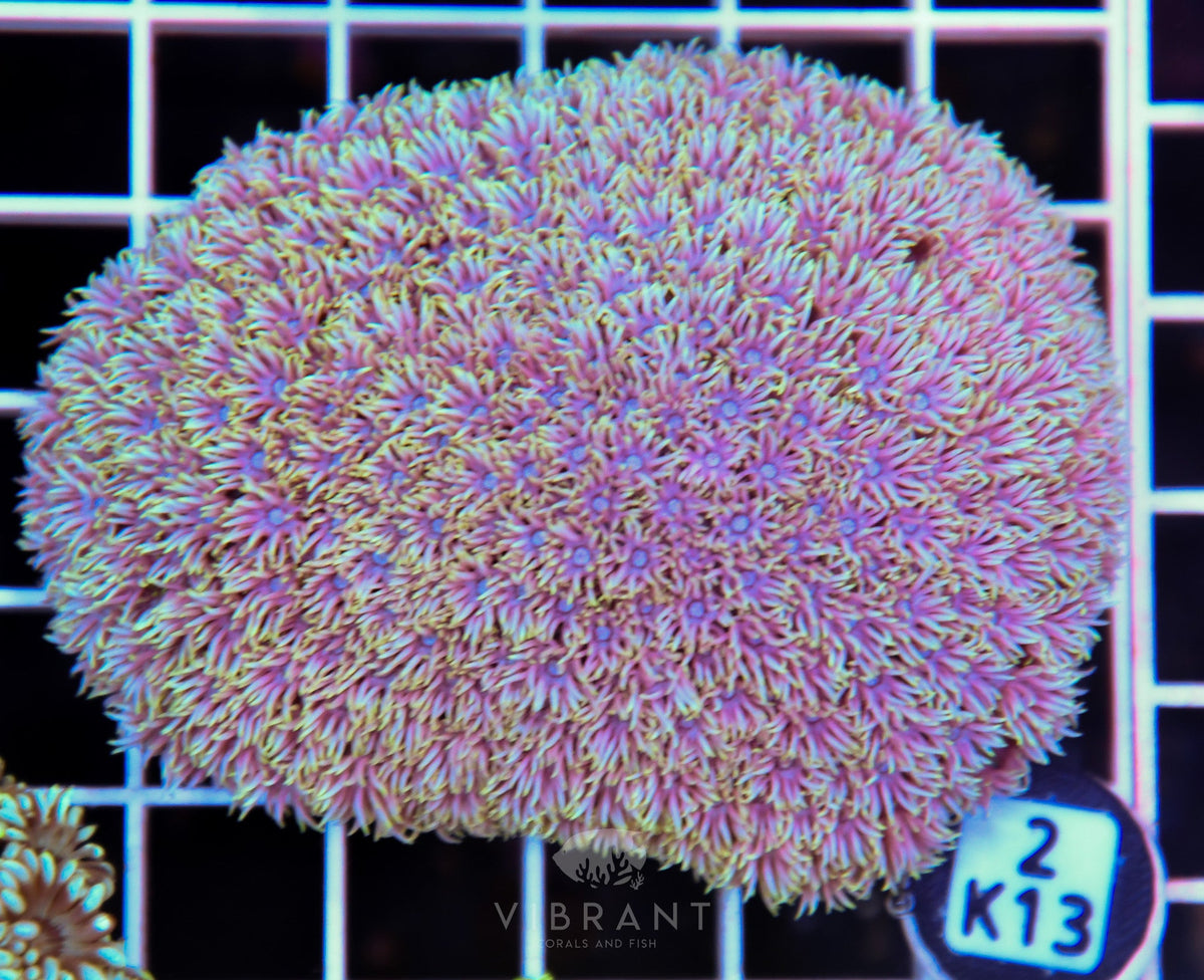 Goniopora WAUS