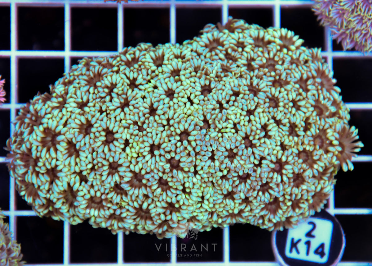 Goniopora WAUS
