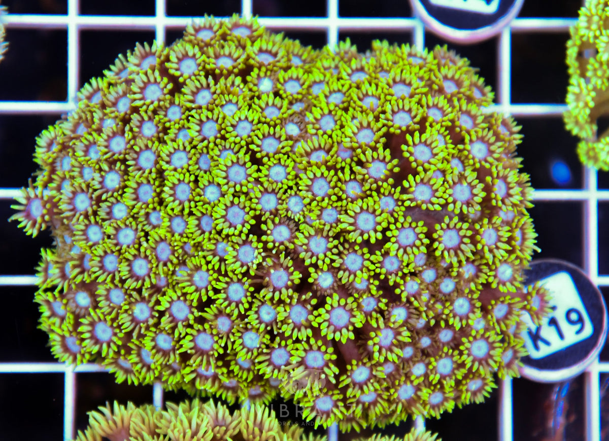 Goniopora WAUS