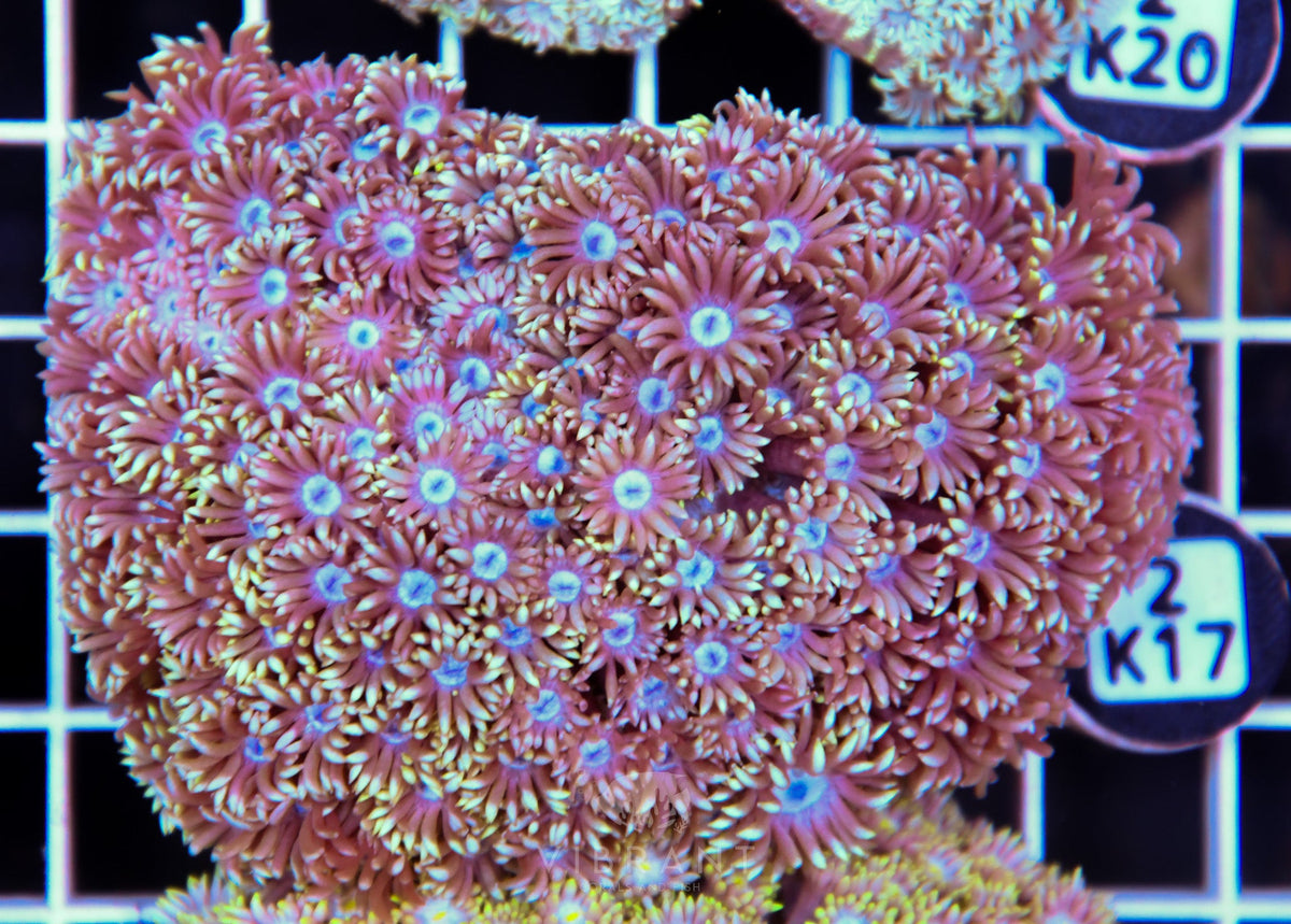Goniopora WAUS