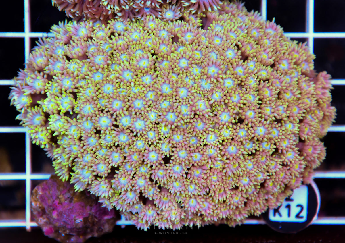 Goniopora WAUS