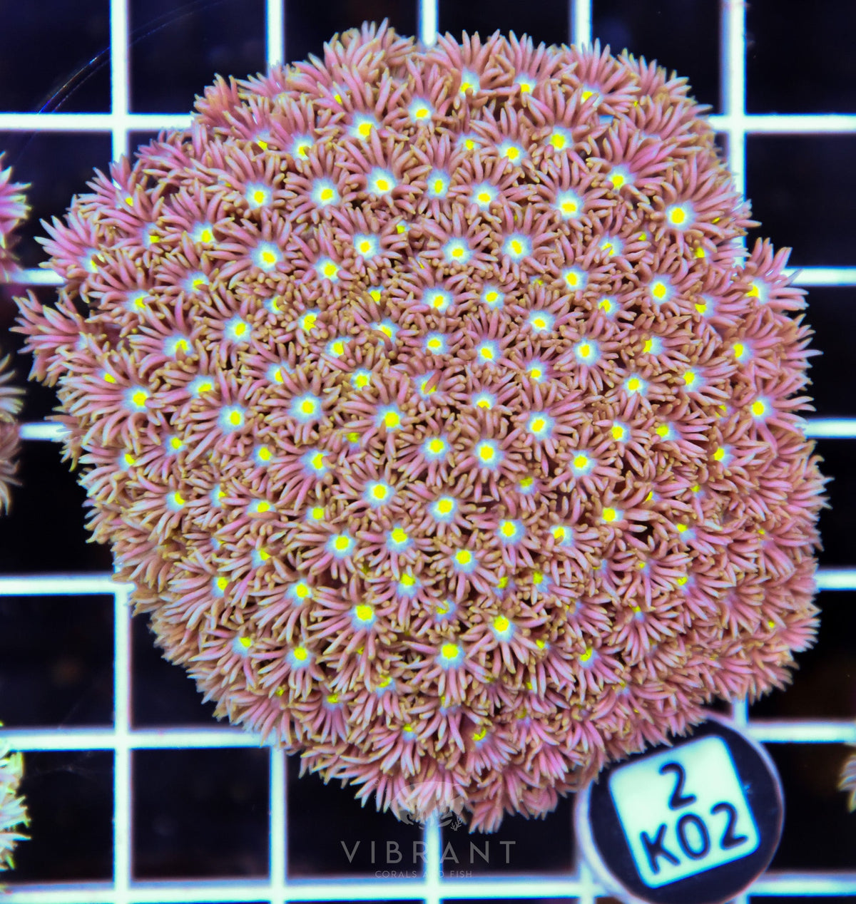 Goniopora WAUS