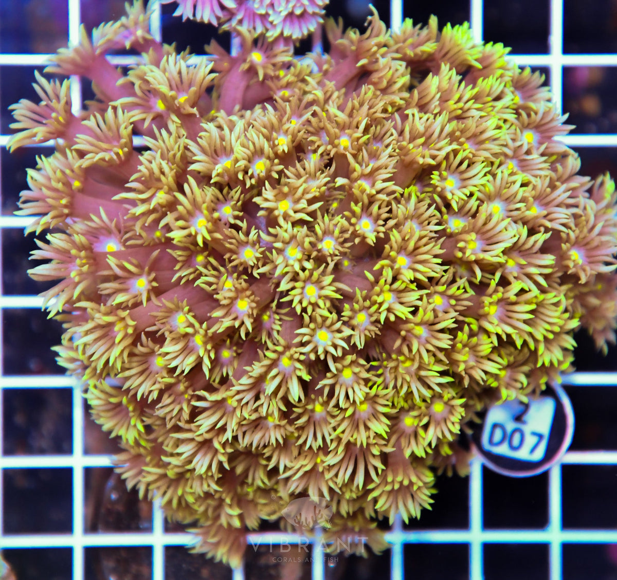 Goniopora WAUS