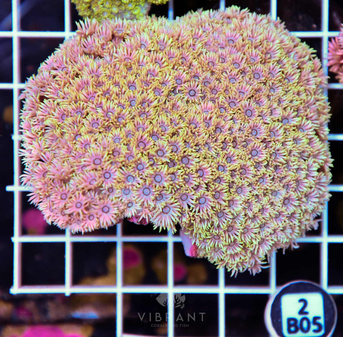 Goniopora WAUS